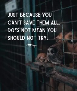 Rescued stray dog and cat receiving food, shelter, and care through Paws of Hope initiative.