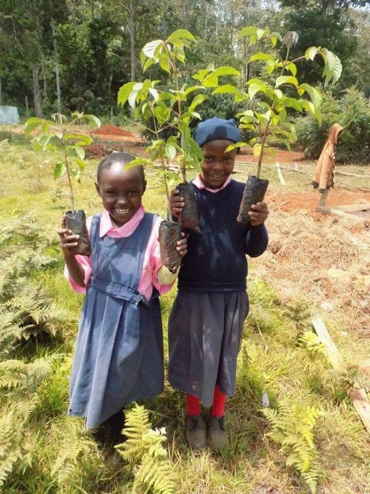 Planting new trees