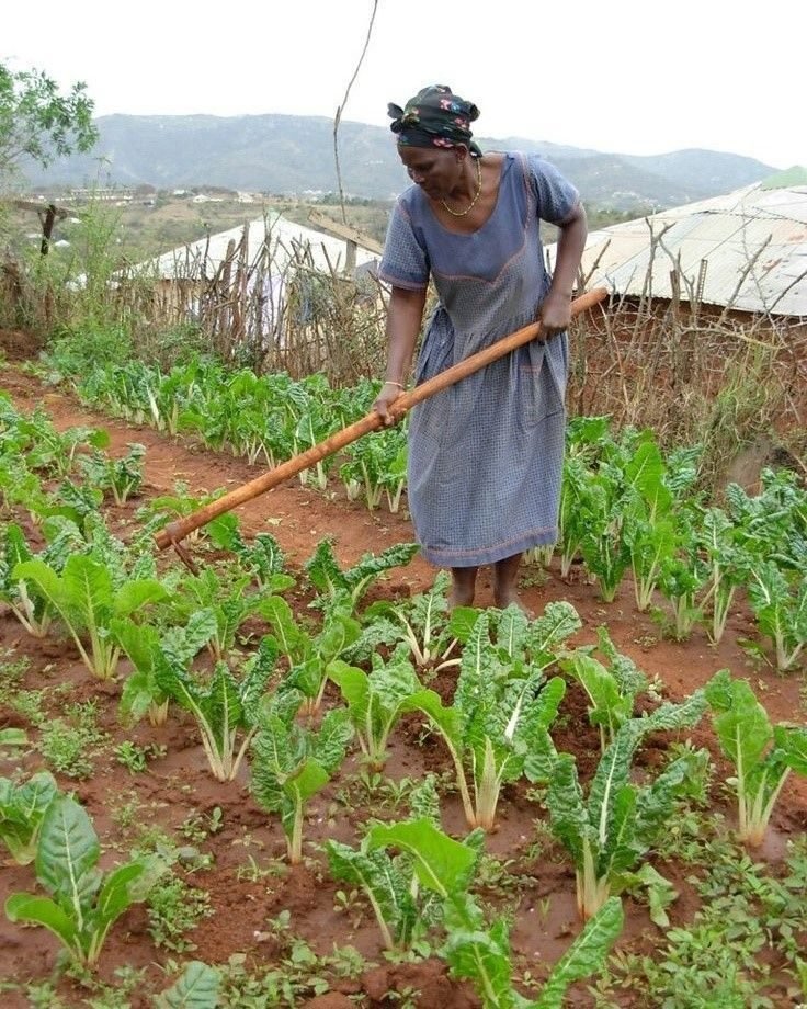 Rural Farming Development