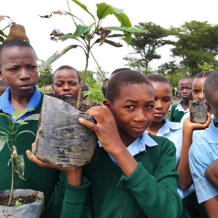 Tree planting in areas affected by deforestation