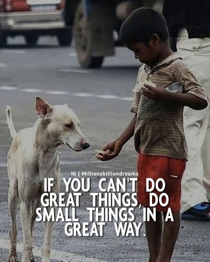 Save Animals